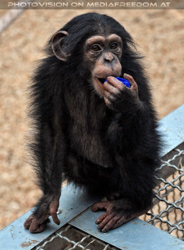 Schimpansen Familie 04