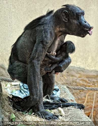 Schimpansin mit Baby ruft