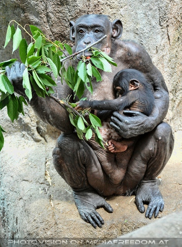 Schimpansin mit Baby