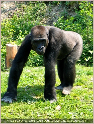 Gorilla