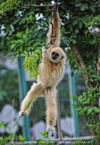 Teeny Gibbon