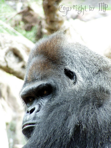 Gorilla