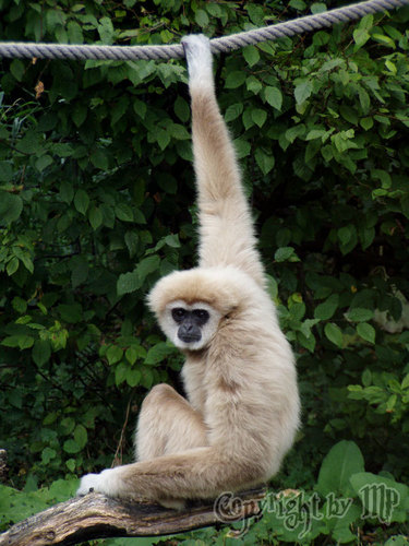 Wei�handgibbon