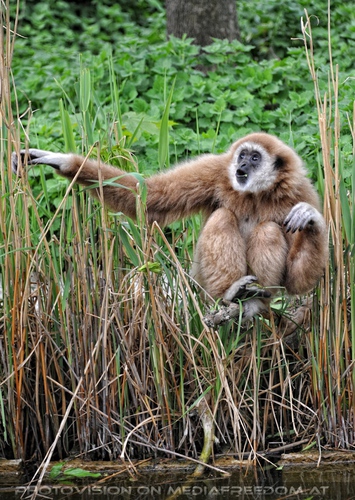 �berraschter Gibbon