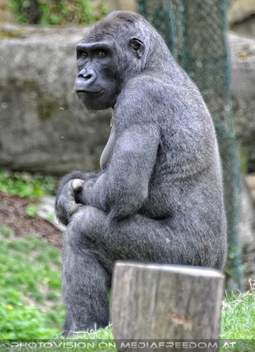 Wartender Gorilla