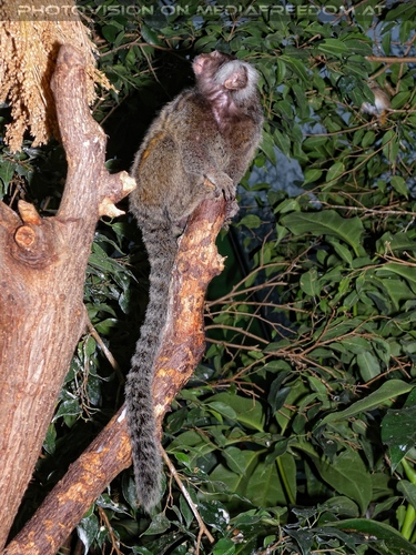 Wei�b�schel�ffchen 3