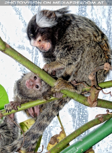 Wei�b�schel�ffchen Baby mit Mama