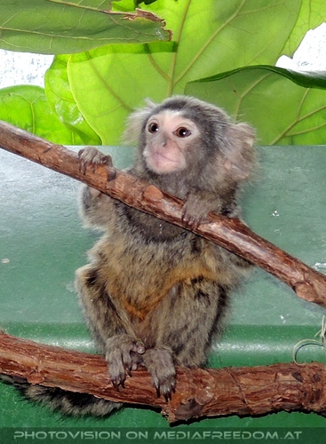 Wei�b�schel�ffchen Baby