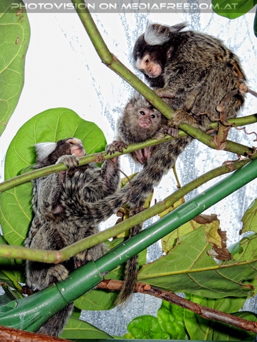 Wei�b�schel�ffchen Familie