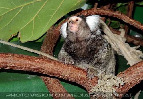 Wei�b�schel�ffchen passt auf