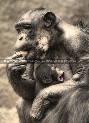 Schimpansen mit Baby
