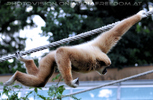 Gibbons 2