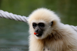 Wei�handgibbon (Hylobates lar)