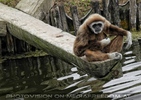 Gibbon nachdenklich