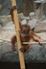 Orang Utan Baby
