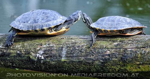 Wasserschildkr�ten