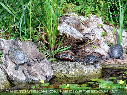 Wasserschildkr�ten