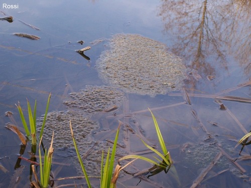 Brodelndes Leben in Vorbereitung
