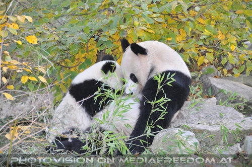 Panda Liebe