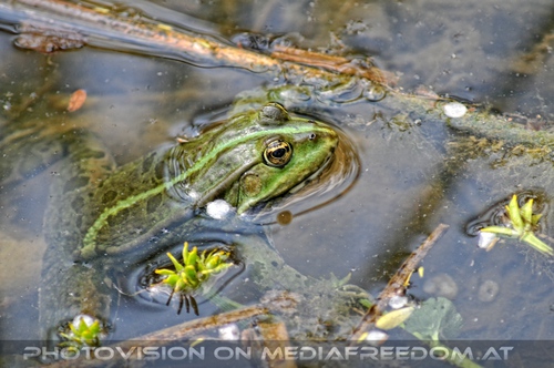 Frosch im Teich