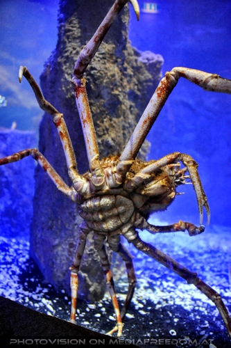 Japanische Riesenseespinne
