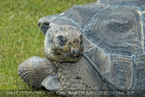 Riesenschildkr�te 1