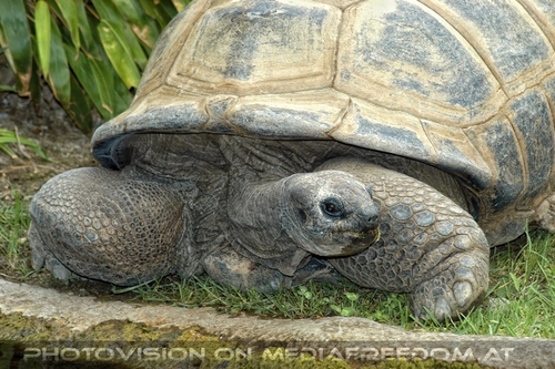 Riesenschildkr�te 2