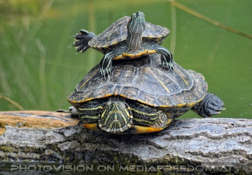 Wasserschildkr�ten