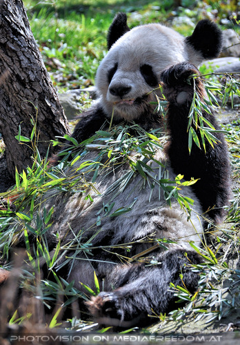 Gro�er Panda 3