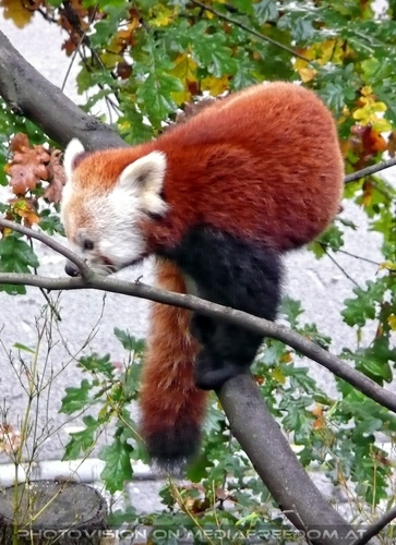 Roter Panda