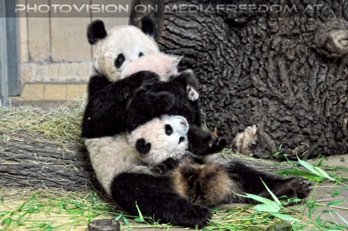 Schupf den kleinen Panda