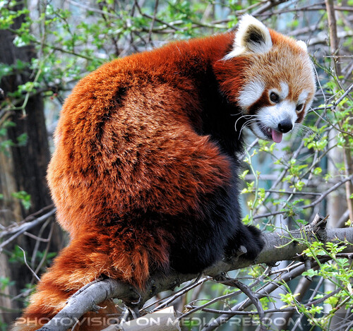 Roter Panda 4