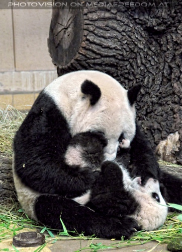 Gro�es Panda knuddeln
