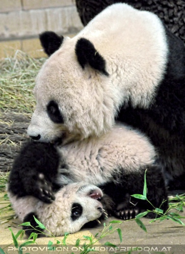 Mit Panda Mama spielen