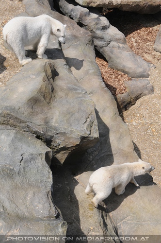 Eisb�renwelt Franz Josef Land