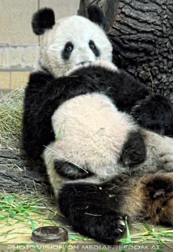 Panda Mama nimmt Baby zur Brust