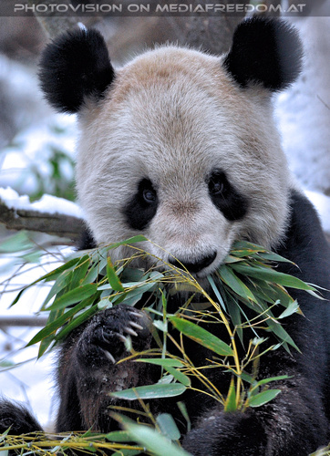 Gro�er Panda 2