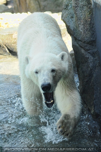 Eisb�renwelt Franz Josef Land