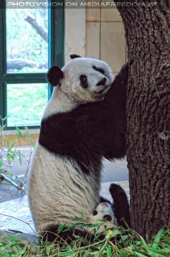 Kleiner Panda besch�tzt