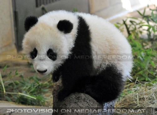 Fu Bao will spielen: Fu Bao