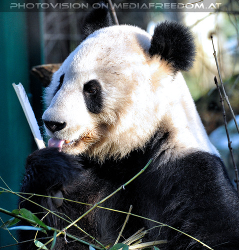 Gro�er Panda 2