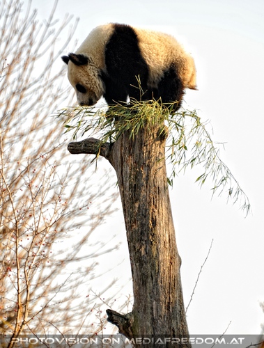 Fu Hu will hoch hinaus