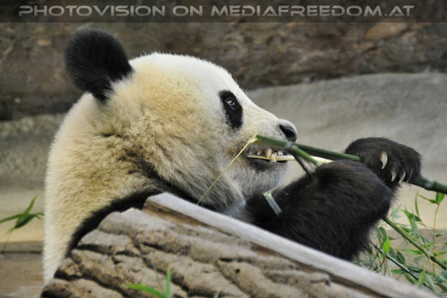 Gro�er kleiner Panda