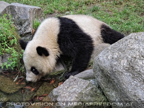 Gro�e Pandas 07