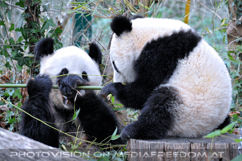 Gro�e Pandas 08