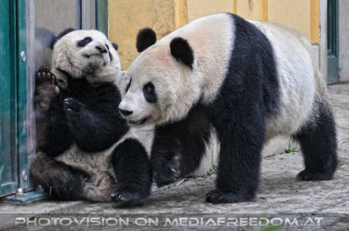 Gro�e Pandas 5