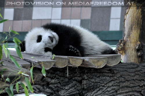 Gro�er kleiner Panda