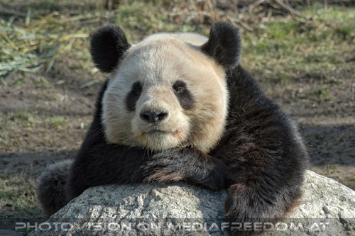 Gro�er Panda 04