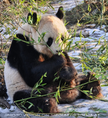 Mein Bambus: Gro�er Panda