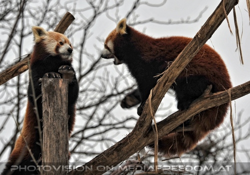 Rote Pandas 01